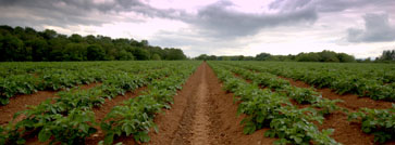 nuevos yacimientos de empleo